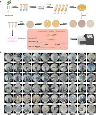 A smooth vetch (Vicia villosa var.) strain endogenous to the broad-spectrum antagonist Bacillus siamensis JSZ06 alleviates banana wilt disease